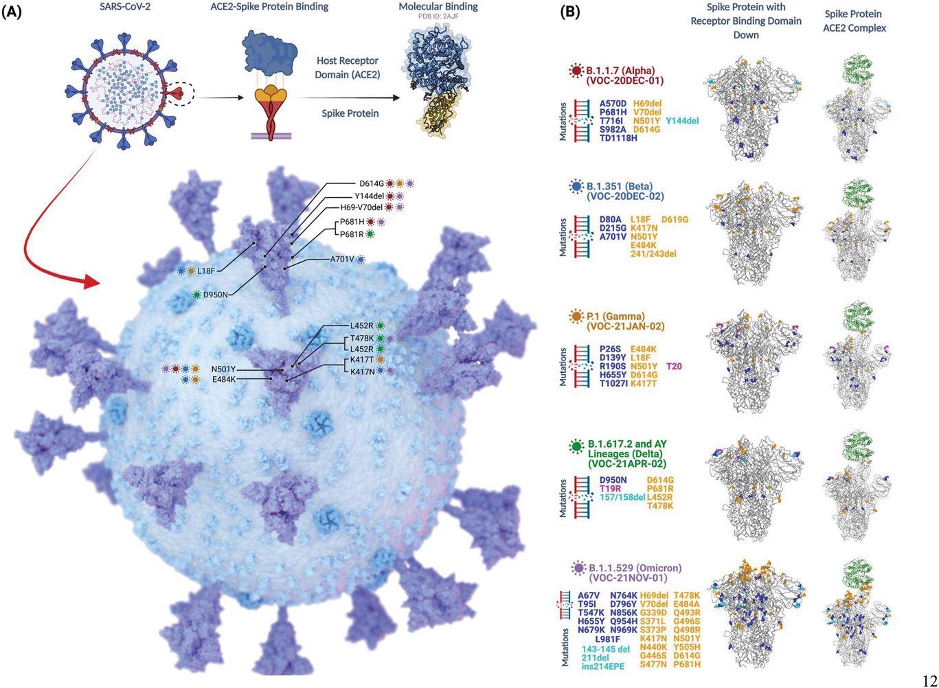 A) Illustration of S protein-ACE2 binding, and location of the frequently detected mutations within the spike region of SARS-CoV-2. B) Detailed visualization of mutations that are found within the genomic structure of current VoC lineages. To display amino acid changes within the S proteins, genomic sequence data of each variant (OU030649.1, OU092214.1, OU061529.1, MZ357460.1, and OL672836.1) was obtained from GenBank database, National Center for Biotechnology Information.[66-71] Comparative 3D illustrations of the S proteins for each variant were made using CoVsurver, with mutation analysis of hCov-19 tool provided by GISAID using the hCoV-19/Wuhan/WIV04/2019 as the reference strain.[72] Adapted from “The SARS-CoV-2 Variants of Concern,” by BioRender.com (2021). Created with BioRender.com.