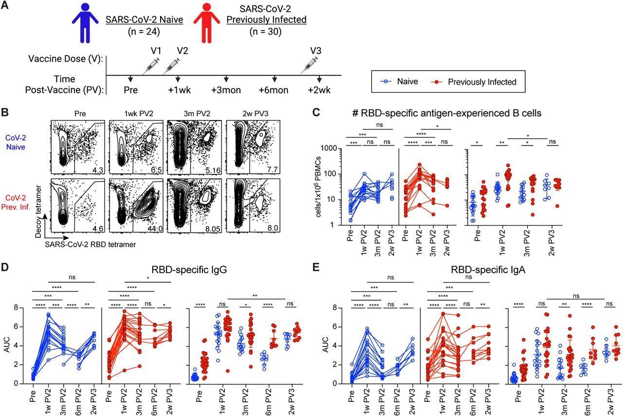 The greater humoral response to vaccination in SARS-CoV-2 previously infected compared to naive individuals is recovered by third vaccination. (A) Timeline of blood draws from SARS-CoV-2 naive (N) and previously infected (Prev. Inf., PI) analyzed in this study relative to vaccinations. (B) Representative gating on CD19+CD38lo B cells for RBD-tetramer+Decoy- SARS-CoV-2 RBD-specific B cells from N and PI (Prev. Inf.) PBMCs at the indicated time points pre-vaccination (Pre), 1 week post-2nd vaccination (1w PV2), 3 months post-2nd vaccination (3m PV2) and 6 months post-2nd vaccination (6m PV2). (C) Number of RBD-specific antigen-experienced (ag-exp.) B cells (CD21+CD27+ and CD21-CD27+/-) in N (blue) and PI (red) PBMCs at the indicated time points. (D and E) ELISA area under the curve (AUC) for RBD-specific IgG (D) and IgA (E) plasma antibody from N and PI individuals at indicated time points. Statistics for unpaired data determined by 2-tailed Mann-Whitney tests and, for paired data, by 2-tailed Wilcoxon signed-rank tests: not significant (ns), *P < 0.05, **P < 0.005, ***P < 0.0005, and ****P < 0.0001. Error bars represent mean and SD.