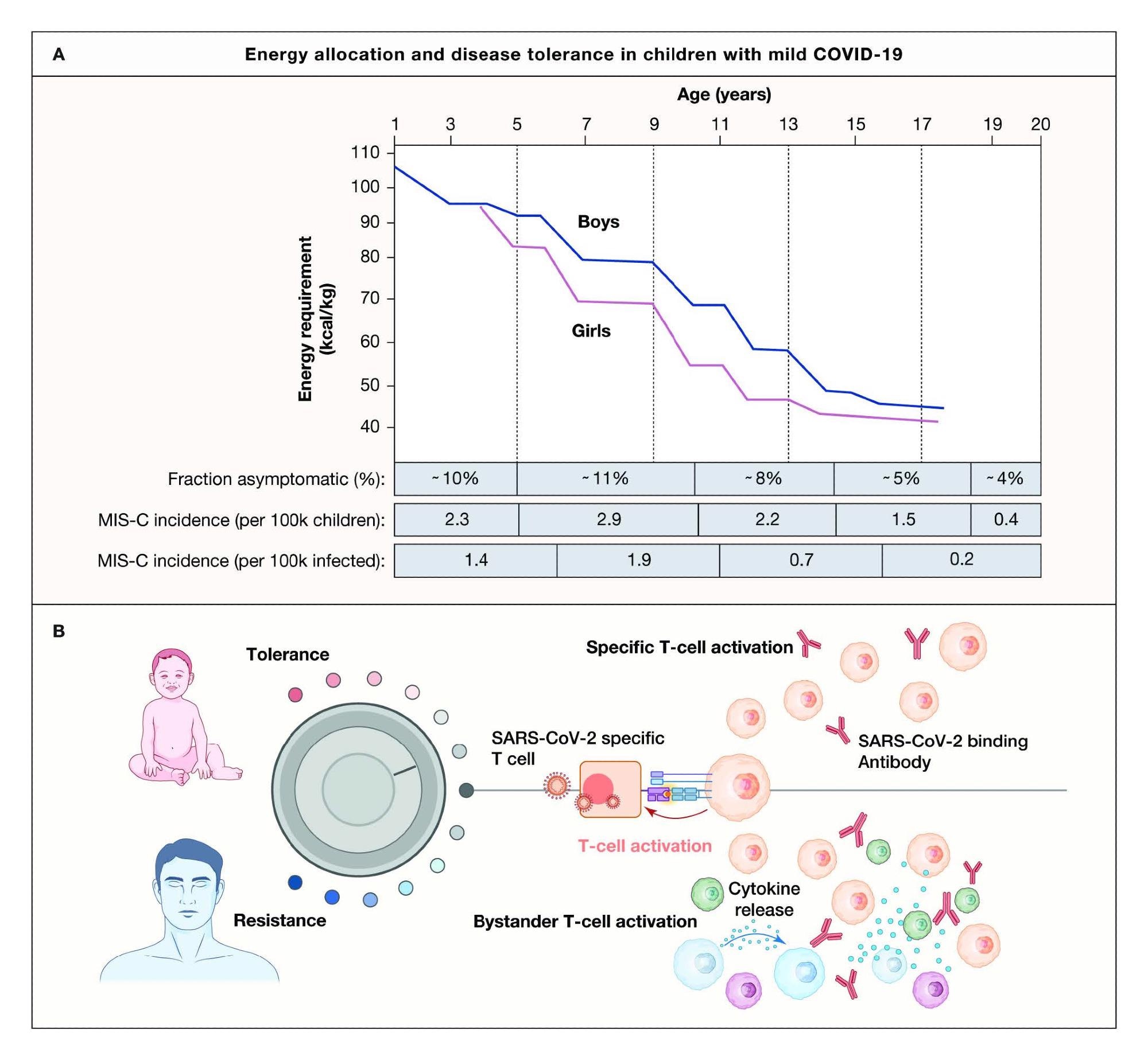 An energy allocation theory to explain mild COVID-19 and MIS-C in children based on disease tolerance and viral persistence. (A) Energy requirement (kcal/kg) decrease with age in US children and is slightly higher in boys than girls (adapted from Torun B, Pub. Health. Nutr, 2005). The fraction of asymptomatic children among SARS-CoV2 PCR+ children across the indicated age groups (Leidman et al, 2020), MIS-C incidence in the US per 100k children across indicated age groups (Belay et al, 2021), and MIS-C incidence per 1 million cases of COVID-19 across the indicated age groups (Payne et al, 2021). (B) In growing children, the threshold for energy-expenditure on system inflammatory responses are higher, leading to disease tolerance in most cases and mild to asymptomatic COVID-19, while in the elderly, the obese and individuals with inadequate type-I IFNrespones, systemic inflammation is triggered, driving bystander T cell activation and immunopathology.