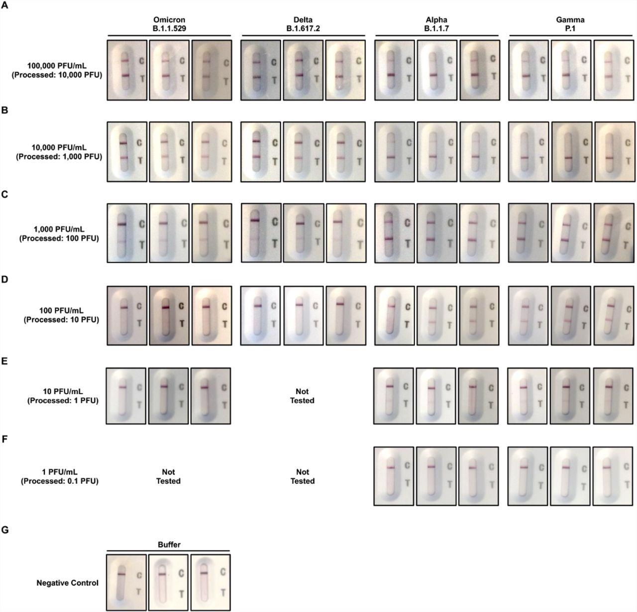 Images of rapid antigen tests for different concentrations of Omicron, Delta, Alpha, and Gamma variants recorded after 15 minutes. A) 100,000 PFU/mL. B) 10,000 PFU/mL. C) 1,000 PFU/mL. D) 100 PFU/mL. E) 10 PFU/mL. F) 1 PFU/mL. G) Kit buffer. All tests were carried out in triplicates.