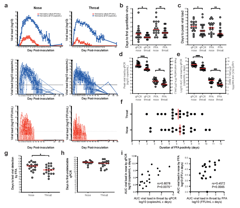 Viral shedding after a short incubation period peaks rapidly following the human SARS-CoV-2 challenge. Healthy adult volunteers were challenged intranasally with SARS-CoV-2. In the 18 infected individuals, (a) VL in twice-daily nose and throat swab samples was measured by qPCR (blue) and focus-forming assay (FFA, red). Results are expressed as mean +/- S.E.M. Dotted lines represent the lower limit of quantification. (b) Median time to the first quantifiable virus (c) peak VL are shown in red. (d) Peak and (e) cumulative (AUC) VL by qPCR and FFA in the nose and throat are compared. Wilcoxon matched-pairs signed-rank tests are used to test significance. (f) Total duration of viral detection by FFA in the nose and throat are shown. Medians are shown in red. (g) Median time to the last viral detection by FFA post-inoculation is shown in red. (h) Median time to the first undetectable VL by qPCR in the individuals who became undetectable while in quarantine is shown in red. (i) AUC VL by qPCR and FFA are correlated in nose vs. throat. Spearman’s r and P values are shown. *P<0.05, **P<0.01, ***P<0.0001, ****P<0.0001.