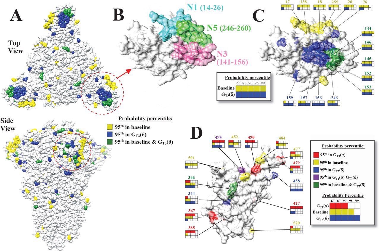 The mutational landscape of the SARS-CoV-2 spike is lineage-specific. (A) Distribution on the SARS-CoV-2 spike trimer (PDB ID 6ZGI) of positions with mutation probabilities in the 95th percentile, as calculated using sequences from the baseline and GT3(δ) groups. (B) Top view of the NTD supersite of neutralization, highlighting the N1, N3 and N5 loops and the residues that compose them. (C) Same view as in panel B. Spike positions with probabilities in the 95th percentile are colored as in panel A. The probability percentiles assigned to each position by the baseline group and by the GT3(δ) group are compared. (D) Side view of the RBD showing positions with mutation probabilities in the 95th percentile in at least one of the indicated groups.