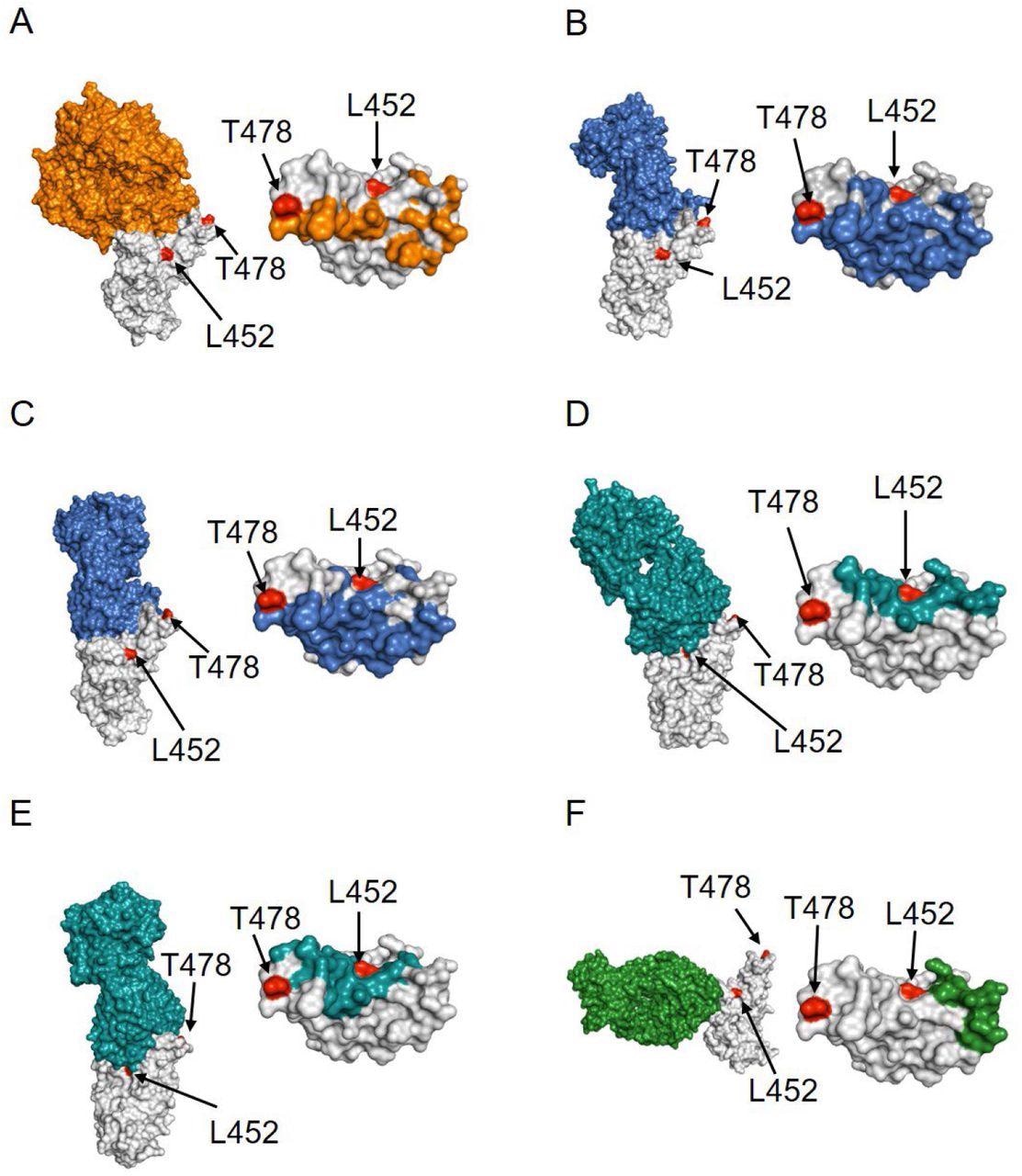 Structural analysis of the location of Delta mutants L452 and T478 (red colored) with respect to RBD (gray colored) complexes with (A) ACE2 receptor (orange colored; PDB ID 6moj), (B) Class 1 antibody CC12.1 (blue colored; PDB ID 6xc2), (C) FDA-approved Class I therapeutic antibody LY-CoV016 (blue colored; PDB ID 7c01), (D) Class 2 antibody P2B-2F6 (teal colored; PDB ID: 7bwj), (E) FDA-approved Class 2 antibody LY-CoV555 (teal colored; PDB ID: 7kmg) and (F) FDA-approved Class 3 antibody REGN10987 (green colored; PDB ID 6xdg). Left panels show the complex structures and right panels show the location of the interacting residues in RBD.