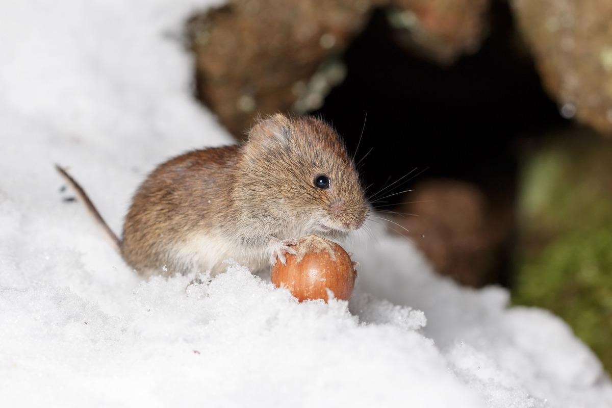 Study: Discovery of a novel coronavirus in Swedish bank voles (Myodes glareolus). Image Credit: Hanna Knutsson/Shutterstock