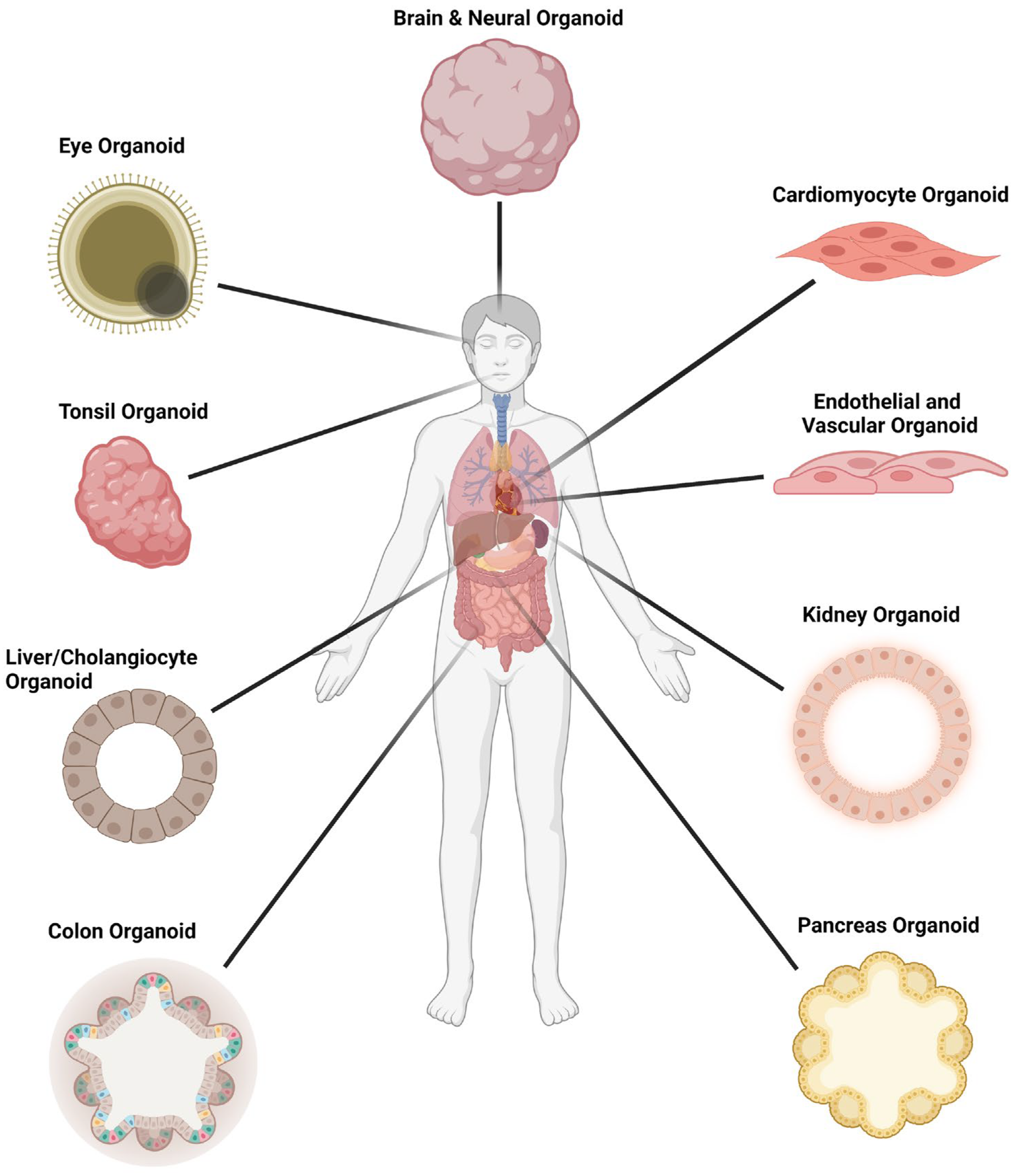Organoid models used in SARS-CoV-2 infection studies.