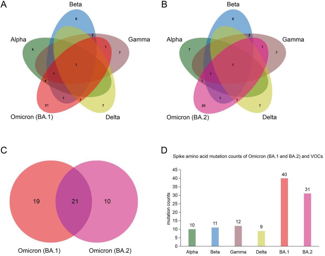 Spike protein amino acid mutations of the Omicron subvariants (BA.1 and BA.2) compared with mutations from the other four variants of concern (VOCs). (A) Venn diagram noting mutations of Omicron (BA.1) and those of VOCs. (B) Venn diagram of Omicron (BA.2) mutations compared to ones of VOCs. (C) Venn diagram of mutations between Omicron (BA.1) and Omicron (BA.2). (D) Spike protein amino acid mutation counts of Omicron (BA.1 and BA.2) subvariants compared with mutations of VOCs.