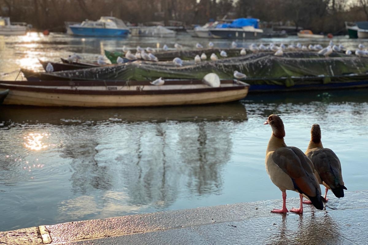 Study: Intercontinental Movement of Highly Pathogenic Avian Influenza A(H5N1) Clade 2.3.4.4 Virus to the United States, 2021. Image Credit: RoniSmirna / Shutterstock.com