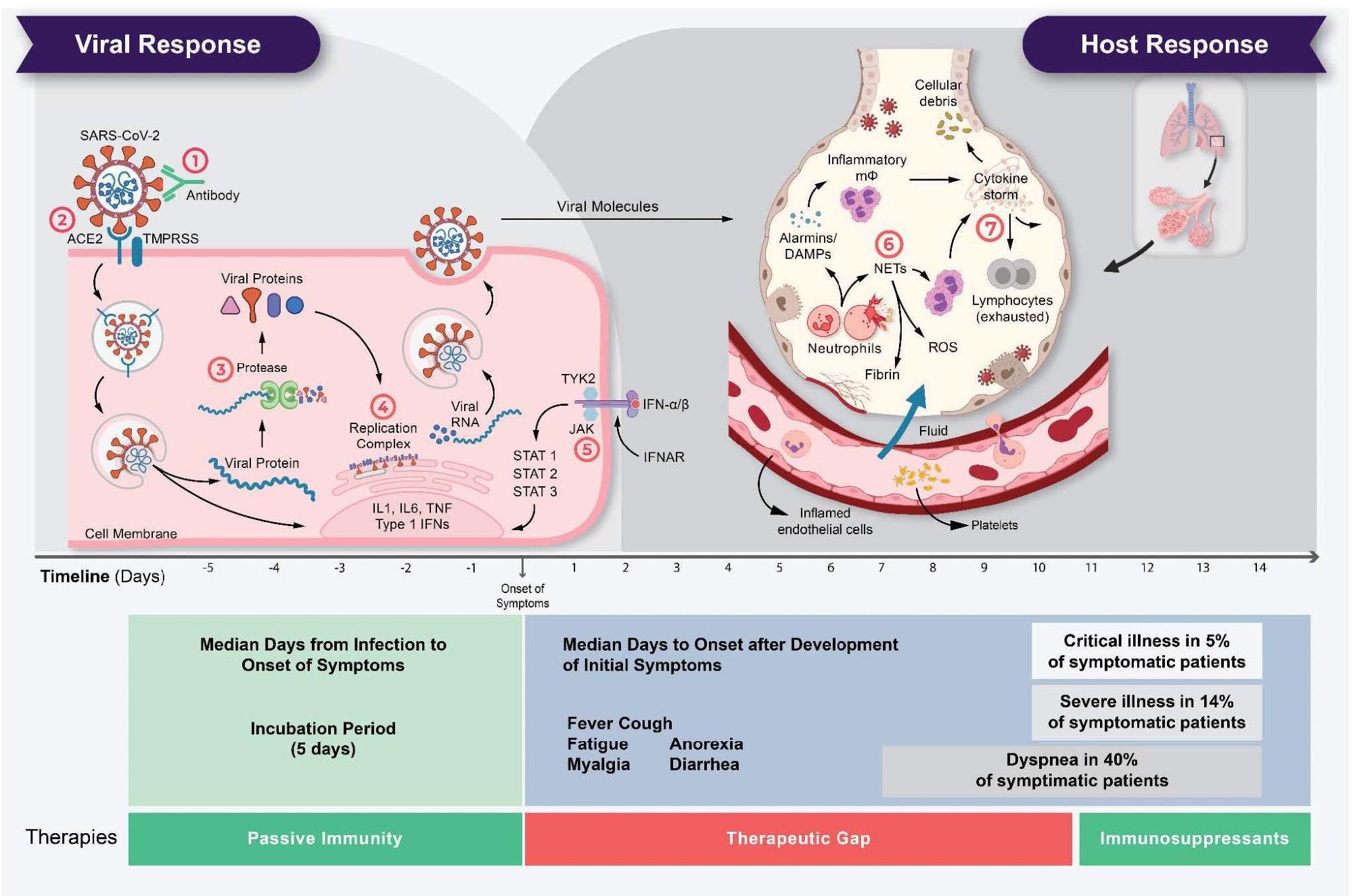 The life cycle of SARS-CoV-2 and the corresponding pathogenesis of COVID- 19 display two phases: a viral response and a host-response phase. In the viral response phase, the virus enters the host cell and viral replication begins. Approximately five days after infection and successful replication, initial mild and moderate symptoms such as fever, cough, fatigue, anorexia, myalgia, and diarrhea are observed in conjunction with a decrease in lymphocyte cell count (lymphopenia). The following host-response phase determines the severity of the disease: in some patients, uncontrolled overreaction of the immune system – so-called virus-induced immunopathology – requires hospitalization and respiratory support due to acute respiratory distress syndrome (ARDS). Thus, severe cases of COVID-19 originate from an immune overreaction rather than from the viral infection itself. Currently, there are seven drug mechanisms described: ! Passive immunity; " Entry inhibitors; # Protease inhibitors; $ Polymerase inhibitors; % JAK inhibitors; & NETosis inhibitors;