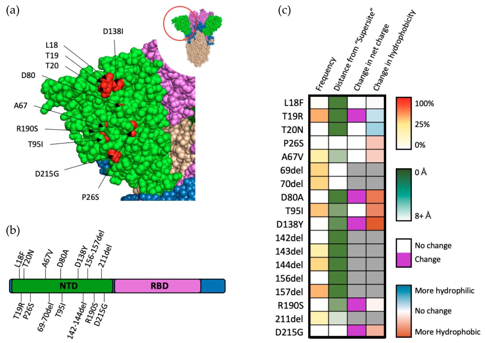 Mutations within the NTD of SARS-CoV-2 spike protein. (a) Structural representation of substitutions (red) within the NTD (green) of SARS-CoV-2 spike protein. (b) Visual representation of mutations within the NTD of spike protein. (c) Frequency, residue distance from NTD “supersite”, modification in charge at physiological pH, and change in hydrophobicity at pH 7. Residue distance was calculated in PyMOL on the protein three-dimension structure (PDB-6ZGG), by measuring the distance between the nearest atom of “supersite” amino acids identified by Mccalum et al., 2021 [32] and the nearest atom of amino acids of interest.