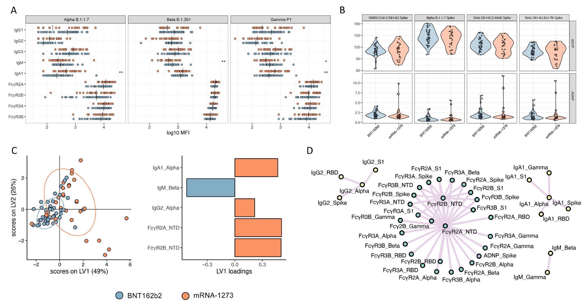 mRNA-1273 and BNT162b2 vaccines induce a comparable antibody profile across Alpha, Beta, and Gamma SARS-CoV-2 VOCs. (A and B) Univariate comparisons of (A) antibody titers and FcγR binding for SARS-CoV-2 Alpha, Beta, and Gamma VOCs as well as (B) ADCP and ADNP activity are shown for BNT162b2 (blue) and mRNA-1273 (red) vaccinated individuals. Vertical bars in (A) depict median values. Mann-Whitney U-tests corrected for multiple comparisons with the Benjamini-Hochberg (BH) method were used. Adjusted p-values are indicated as ***p < 0.001, **p < 0.01, and *p < 0.05. (C) A LASSO-PLSDA model is shown including all variant measurements. LASSO selected features were ranked based on their Variable of Importance (VIP) score, and the loadings of the latent variable 1 (LV1) were visualized in a bar graph. (D) A co-correlate network of the LASSO-selected features was built using a threshold of absolute Spearman rho greater than 0.7 and BH-adjusted p-value lower than 0.01. Nodes were colored based on the type of measurement; titers are shown in yellow, FcγRs are shown in green, and functional measurements are shown in gray. All shown links are positive correlations.