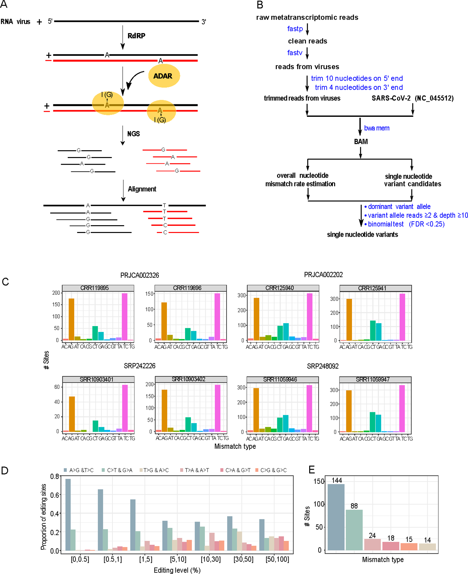 Identification of A-to-I RNA editing candidate sites from metatranscriptomic sequencing data from COVID-19 patient samples. (A) A cartoon illustration showing ADAR-mediated A-to-I RNA editing on positive and negative strands of SARS-CoV-2, which causes A>G and T>C substitutions, respectively. (B) The bioinformatics pipeline for identifying SNVs. (C) The distribution of 12 possible SNV types in eight representative samples (two per study). See the remaining samples investigated in S2 Fig. (D) The distribution of six distinct SNV types at different VAF cutoffs (paired SNV types corresponding to the same SNV changes in positive and negative strands are combined). (E) The distribution of six distinct SNV types was identified with the same procedure (VAF: 0.5%-70%, and recurrence ≥ 3 samples). https://doi.org/10.1371/journal.pgen.1010130.g001
