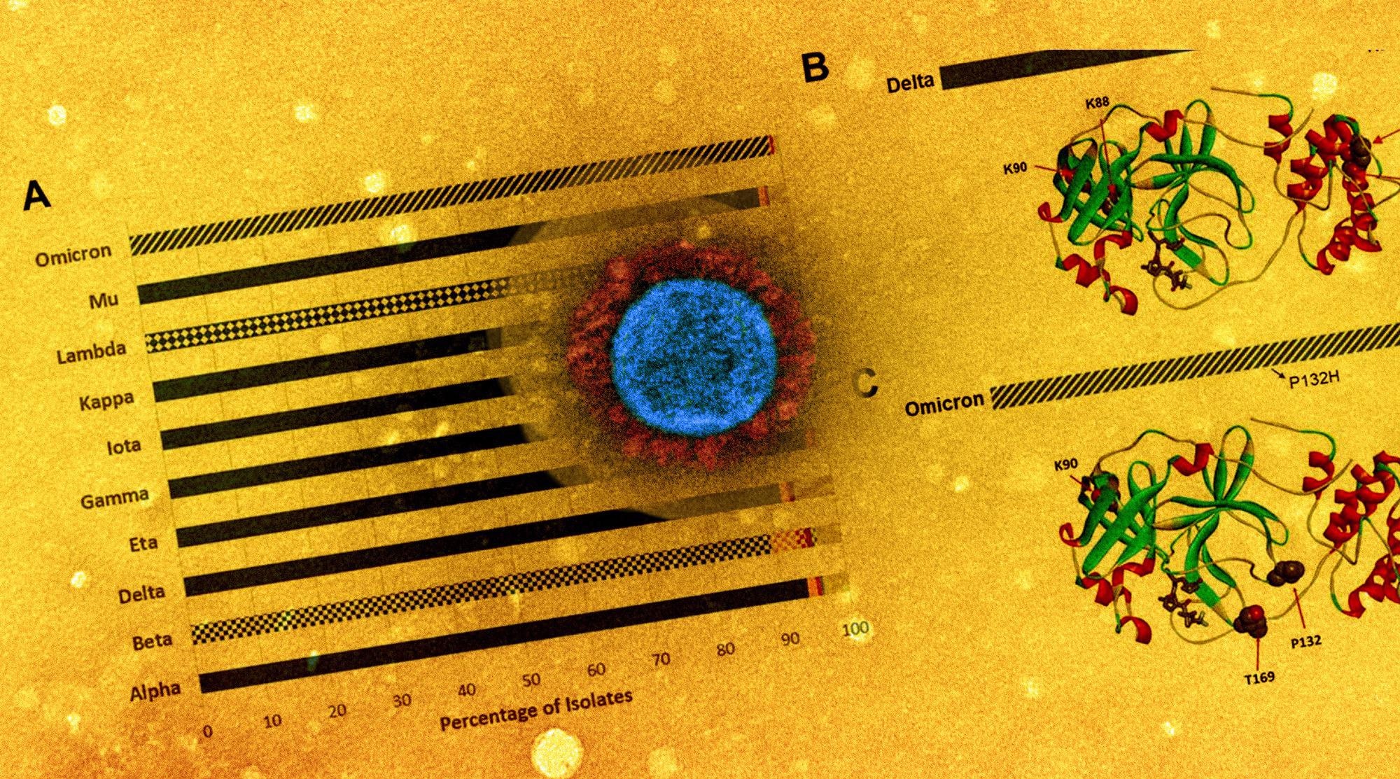 Study: Genetic surveillance of SARS-CoV-2 Mpro reveals high sequence and structural conservation prior to the introduction of protease inhibitor Paxlovid. Image Credit NIAID