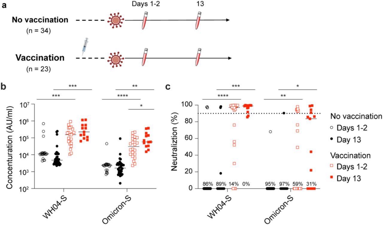 Study design and antibody analysis. a, Schematic presentation of the experimental workflow. All 57 study subjects were infected by the SARS-CoV-2 Omicron variant. Of them, 23 had received two or three doses of the BNT162b2 vaccines and 34 were unvaccinated (Table S1). Blood was collected from study participants at two timepoints after testing PCR positive. b, Plasma IgG antibody binding the SARS-CoV-2 RBD (spike) from the ancestral and Omicron strains in the unvaccinated and vaccinated Omicron patients. c, Neutralizing antibody response to virus spike protein of the ancestral and Omicron variants. p-value between two groups is from one-tailed Wilcoxon rank t-test. *p < 0.05, **p < 0.01, ***p < 0, ****P < 0.0001. Line at median.