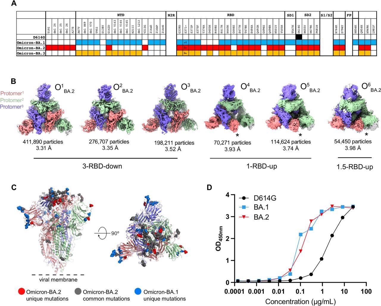 Structural characterization of SARS-CoV-2 Omicron-BA.2 spike (S) protein. A. Comparison of residue changes in the S protein ectodomain (S-GSAS) of SARS-CoV-2 D614G and Omicron variants. Residue changes from the original Wuhan strain are color-coded for the variants: D614G (black), BA.1 (blue), BA.2 (red), and BA.3 (yellow). B. Cryo-EM reconstructions of Omicron-BA.2 S protein 3-RBD-down (O1BA.2: EMD-26433, PDB 7UB0; O2BA.2: EMD-26435, PDB 7UB5; O3BA.2: EMD-26436, PDB 7UB6), 1-RBD-up (O4BA.2, O5BA.2), and 1.5-RBD-up (O6BA.2) states, colored by protomer, and viewed from the host cell membrane. In the 1-RBD-up reconstructions, the “up” RBD is indicated by an asterisk (*). C. Omicron-BA.2 spike 3- RBD-down (O1BA.2: EMD-26433, PDB 7UB0) structure colored by protomer, with common mutations shown by gray spheres, BA.2 unique mutations in red, and BA.1 unique mutations blue. D. ACE-2 binding to SARS-CoV-2 S proteins measured by ELISA.