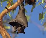 Novel Hendra virus variant detected in flying fox urine