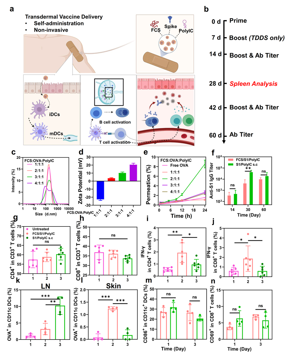 Transdermal delivery of SARS-CoV-2 vaccine. (a) A schematic illustration for transdermal delivery of SARS-CoV-2 vaccine and the triggered immune responses. After transdermal delivery, such SARS-CoV-2 nano-vaccines could activate immune cells such as DCs in the dermis, or migrate to the nearby lymph nodes for immune activation. (b) Schematic illustration of the experimental design showing transdermal delivery of SARS-CoV-2 vaccine. (c&d) DLS (c) and zeta potential (d) of FCS-based transdermal vaccines with different mass ratios from 1:1:1 to 4:1:1. (e) The skin penetration ability of FCS-based transdermal vaccine with different mass ratios. (f) SARS-CoV-2 specific IgG antibody titers at different time intervals determined by ELISA. (g&h) Quantification of CD4+ T cells, CD8+ T cells in the spleen at day 28. (i&j) Quantification of IFN-γ+ secreting CD4+ T cells (CD3+CD4+ IFN-γ+) and CD8+ T cells (CD3+CD8+ IFN-γ+) in the spleen at day 28. (k&l) Quantification of OVA-Cy5.5+ (CD45+CD11c+Cy5.5+) in DCs in (k) lymph nodes and (l) skin. (m&n) Quantification of (m) DC maturation (CD45+CD11c+CD86+) and (n) T cell receptor (TCR) activation (CD45+CD3+CD8+CD69+) in lymph nodes. All illustrations were created with BioRender.com.  Data are presented as mean ± standard deviation (n=4 or 6). Statistical significance was calculated via one-way ANOVA with a Tukey post-hoc test. *P < 0.05; **P < 0.01; ***P < 0.001.