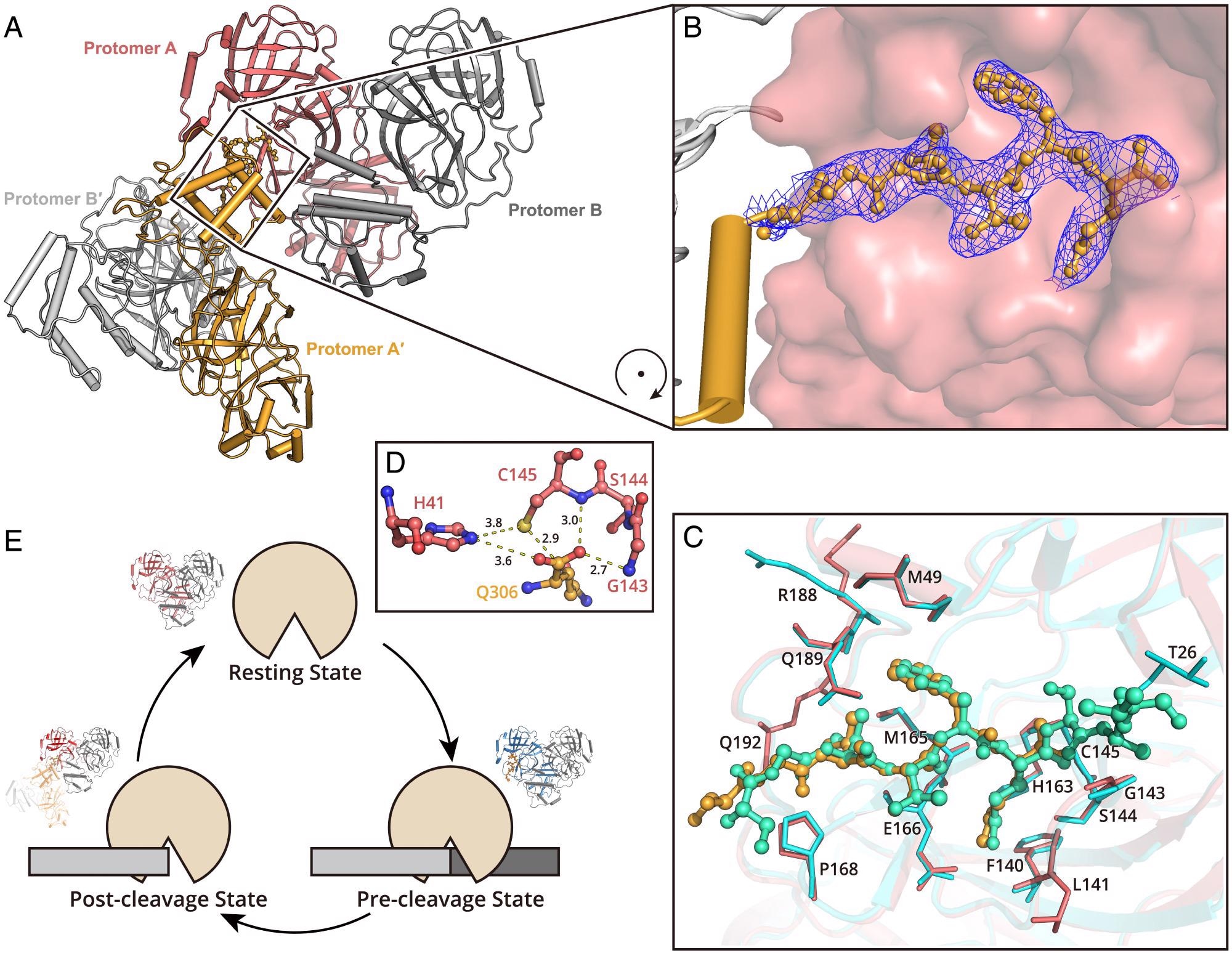 Structure of SARS-CoV-2 Mpro in the postcleavage state. (A) Two Mpro dimers are associated together, representing the postcleavage state. One dimer pair is colored in salmon (protomer A) and gray (protomer B). A second dimer is formed by protomer A′ and B′ (bright orange and light gray). The C terminus of protomer A′ is inserted into the substrate binding pocket of protomer A. (B) The zoom-in view of the C terminus of protomer A′. The residues S301 to Q306 are shown as a ball-and-stick model. The 2Fo–Fc density map contoured at 1.0σ is shown in blue mesh. (C) A comparison of the H41A–nsp5|6 complex structure and Mpro in postcleavage state structure. The H41A–nsp5|6 complex is colored in cyan and green (protease in cyan and peptidyl substrate nsp5|6 in green), and Mpro in postcleavage state is colored in salmon and bright orange (protease in salmon and C-terminal protomer A′ in bright orange). Substrates located in substrate binding picket are shown as ball-and-stick models. Residues involved in substrate binding are shown as sticks. (D) The arrangement of amino acids in the catalytic dyad. (E) A cartoon visualization of the cleavage cycle of SARS-CoV-2 Mpro.