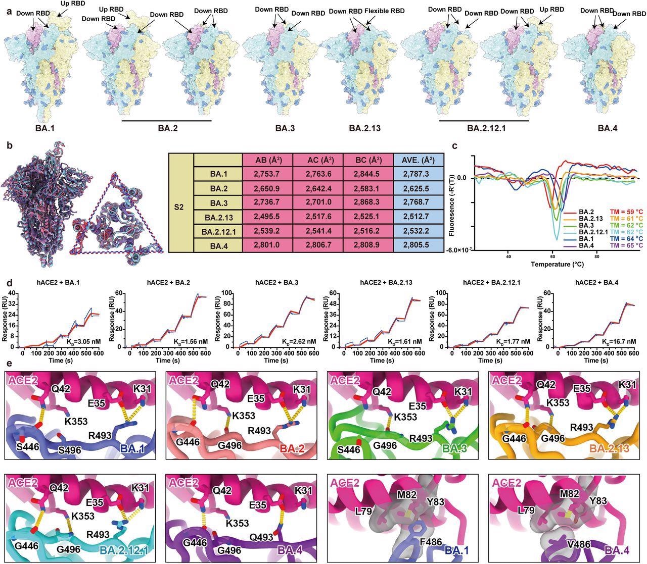 Structural characteristics of Omicron subvariants
