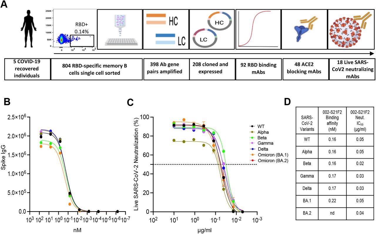 Identification of a broad and potent SARS-CoV-2 RBD specific human monoclonal antibody 002-S21F2. (A) The overall strategy for the isolation of RBD specific mAbs described in this study. (B) 002-S21F2 was tested for binding to the spike proteins of SARS-CoV-2 WA.1, Alpha, Beta, Gamma, Delta and Omicron variants of concern (VOC). (C) Authentic live virus neutralization curves of 002-S21F2 for WA.1, Alpha, Beta, Gamma, Delta and Omicron (BA.1 and BA.2) SARS-CoV-2 VOCs. Neutralization was determined on Vero-TMPRSS2 cells using a focus reduction assay. (D) 002-S21F2 mediated neutralization 50% inhibitory concentration IC50 values were obtained from live SARS-CoV-2 VOC neutralization assays. Affinity constant (KD) values calculated from the binding curves for two mAbs as measured by the MSD binding assays are plotted.