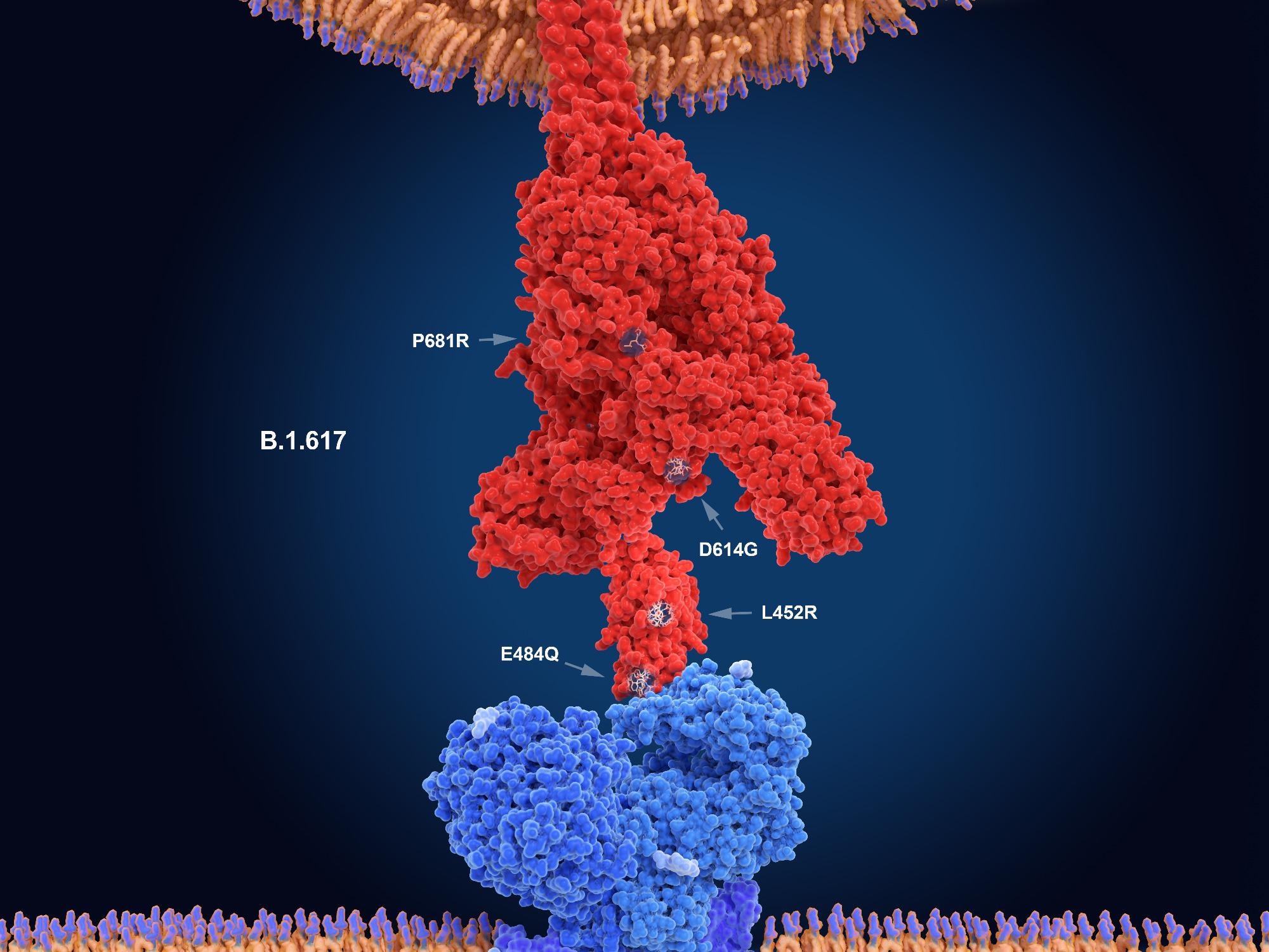 Study: Differential Evasion of Delta and Omicron Immunity and Enhanced Fusogenicity of SARS-CoV-2 Omicron BA.4/5 and BA.2.12.1 Subvariants. Image Credit: Juan Gaertner