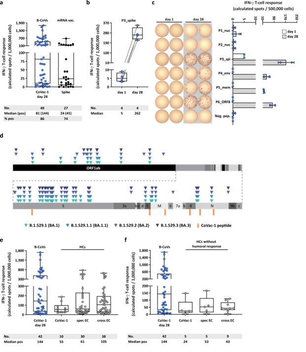 CoVac-1-induced T-cell responses with regard to Omicron variants and compared to mRNA vaccine- or infection-induced T-cell response. (a) CoVac-1-specific T-cell responses assessed ex vivo in study patients (day 28) compared to spike-specific T-cell responses prior to CoVac-1 administration in patients after second or third vaccination with approved mRNA vaccines (n = as indicated). (b) Intensities of P3_spike-induced IFN‑g T-cell responses assessed ex vivo in study patients (n = as indicated) prior to and on day 28 after CoVac-1 administration. (c) Exemplary ex vivo ELISPOT assays of one study patient (UPN12), with pre-existing T-cell responses to P3_spike, for the six CoVac-1 peptides on day 1 (white) and day 28 (grey). The intensities of IFN‑g T-cell responses are depicted as calculated spot counts (mean spot count of technical replicates minus the respective negative control). (d) Color-coded mutations described for SARS-CoV-2 Omicron variants are shown together with CoVac-1 peptides (orange). Positive T-cell responses to specific (spec) and cross-reactive (cross) T-cell epitope compositions (ECs) in (e) immunocompetent HCs (CoVac-1, spec EC, cross EC, n = as indicated)10,11 and (f) immunocompetent HCs without anti-SARS-CoV-2-antibody response after infection (CoVac-1, spec EC cross EC, n = as indicated) compared to positive IFN-g T-cell responses in study patients assessed ex vivo (B-CoVs, n = as indicated, day 28). (a,b,e,f) The intensity of IFN‑g T-cell responses is depicted as calculated spot counts (mean spot count of technical replicates minus the respective negative control). Box plots or combined box-line plots show median with 25th or 75th percentiles, and min/max whiskers. (c) Bars with mean, SD and single data points. no., number; EC, epitope composition; HCs, healthy COVID-19 convalescents; ORF, open reading frame; pos, positive.