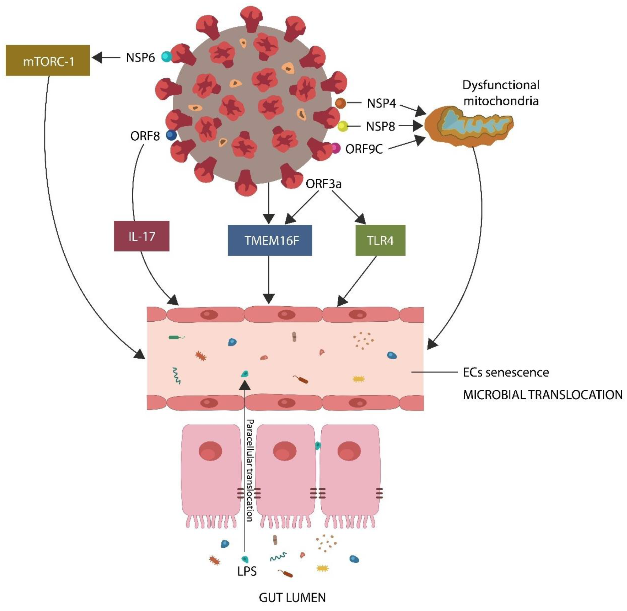 SARS-CoV-2 downregulates GABA by inducing endothelial senescence directly (by protein–protein interactions) and indirectly (via mitochondrial dysfunction and ANG II upregulation). A dysfunctional endothelial barrier facilitates microbial translocation from the GI tract, where the flora is immunologically tolerated, into the systemic circulation, where it evokes inflammation and immunogenicity. Legend: NSP6, nonstructural protein 6, ORF8, open reading frame 8, IL-17, interleukin 17, TMEM16F, transmembrane protein 16F, TLR4, toll-like receptor 4, NSP4, nonstructural protein 4, NSP8, nonstructural protein 8, ORF9C, open reading frame 9C, ORF3a, open reading frame 3a, LPS, lipopolysaccharide.