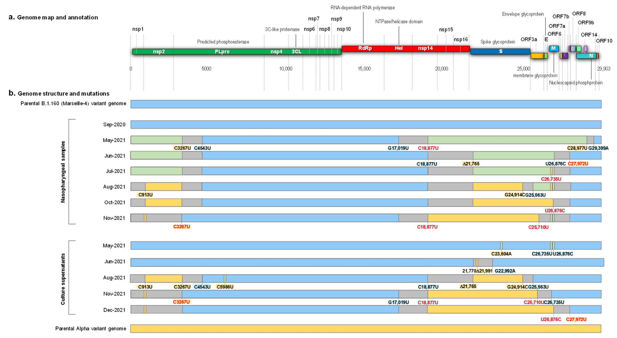 Schematic representation of the structure of the SARS-CoV-2 genomes obtained from the nasopharyngeal samples and from the culture supernatants, as well as of the recombination events over time, in reference to parental genomes of the B.1.160 and Alpha variants. (a) Genome map and annotation; (b) Genome structure and mutations. Blue color of rectangles indicates sequences from a B.1.160 variant; yellow color indicates sequences from an Alpha variant; green color indicates co-detection of sequences from a B.1.160 variant and from an Alpha variant; grey color indicates sequences from indeterminate origin. Signature mutations from the B.1.160 and Alpha variants are indicated by a blue background and a yellow background, respectively. Signature mutations that are absent are indicated by a red font. Δ21,765: -6 nucleotides; Δ21,991: -3 nucleotides. Nsp, nonstructural protein; ORF, open reading frame.