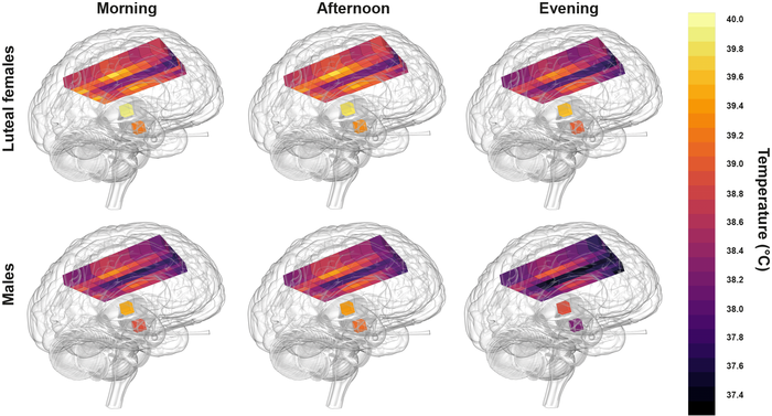 Healthy human brain temperature extremes showing relatively hot temperatures in post-ovulation females in the morning compared with coldest temperatures in males at night. Lighter yellow represents hotter temperatures. CREDIT N Rzechorzek/MRC LMB/Brain