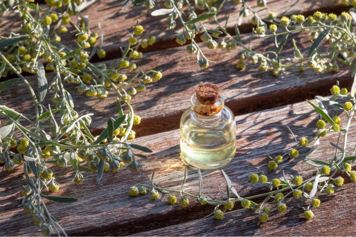 Study: Artemisia Extracts and Artemisinin-Based Antimalarials for COVID-19 Management: Could These Be Effective Antivirals for COVID-19 Treatment? Image Credit: Madeleine Steinbach/Shutterstock