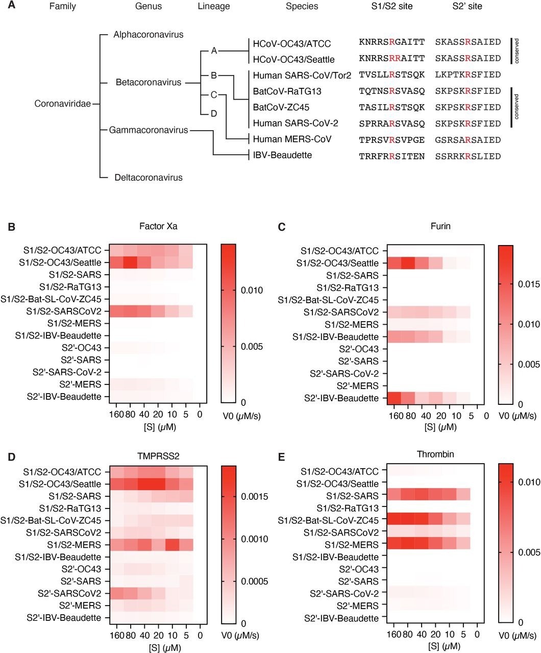 Proteolytic fingerprint of diverse coronavirus lineages. ​​​​​​​(A) Phylogenic relationship of a panel of coronaviruses with the corresponding aligned S1/S2 and S2’ cleavage sites. Heatmaps depicting the initial velocity V0 of cleavage of the indicated peptide substrates (rows) and concentrations (columns) by (B) factor Xa, (C) furin, (D) TMPRSS2, and (E) thrombin.