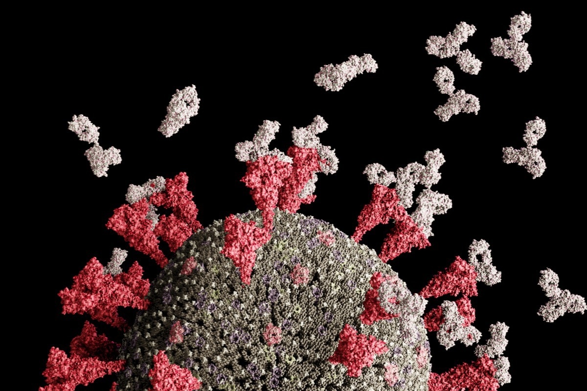Study: ACE2-binding exposes the SARS-CoV-2 fusion peptide to broadly neutralizing coronavirus antibodies. Image Credit: Leonid Altman/Shutterstock