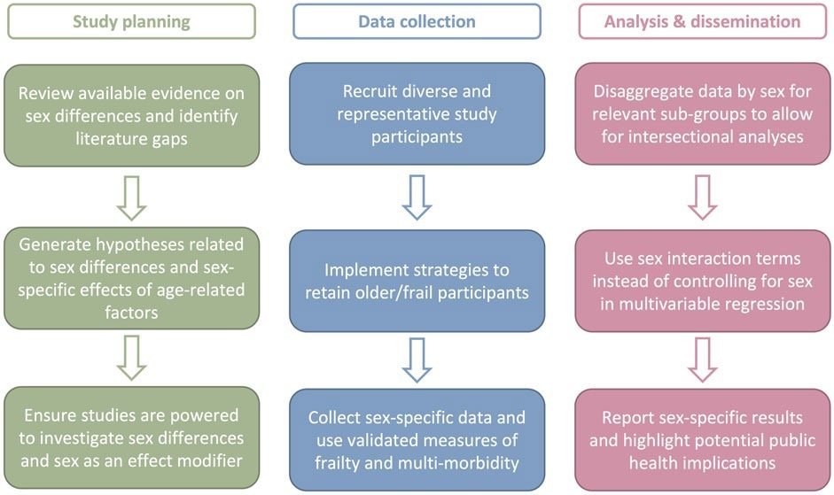 Roadmap for sex-responsive vaccinology research in older adults. Sex-responsive vaccine research in older adults requires careful thought and at the study planning, data collection, analysis, and dissemination phases. Action items for each phase are provided.