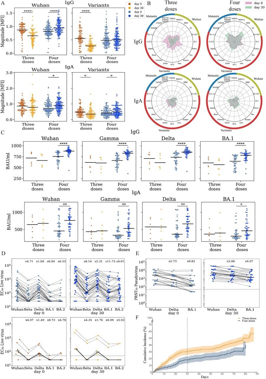 Vaccination with the 4th dose elicited binding and neutralizing antibodies against SARS-CoV-2. Responses of uninfected participants were analyzed at enrollment (day 0) and at day 30 using multiple serological assays (A) IgG and IgA magnitude to antigens from the Wuhan strain and SARS-COV-2 variants. Antigen microarrays spotted with RBD, S1 and spike proteins of the Wuhan vaccine strain and multiple other variants of concern were used to measure the magnitude of responses at day 0 (enrollment) and day 30 post enrollment. (B) Spider plots depicting the enrollment (pink) and day 30 (green) antibody levels to Wuhan antigens (green), variants of concern (red) and RBD mutants (blue). The average normalized magnitude to each antigen is plotted in individuals that received 3 or 4 doses. (C) IgG and IgA anti RBD ELISA binding titers for a subset of 74 participants (D) Live-virus neutralization EC50 titers of the same individuals in panel C. (E) Pseudovirus neutralization titers of uninfected individuals that received 4 (n=30, blue). (F) Cumulative incidence of SARS-CoV-2 infections in participants receiving three (n=365) vs. four doses (n=243) of the Pfizer vaccine. Four doses of the vaccine significantly reduced infection rates at day +30 (HR=0.55,