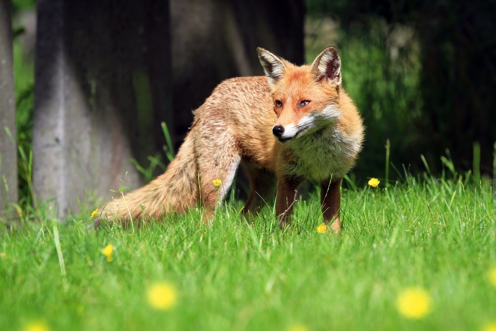 Study: Monkeypox virus shows potential to infect a diverse range of native animal species across Europe, indicating high risk of becoming endemic in the region. Image Credit: Mark Caunt/Shutterstock