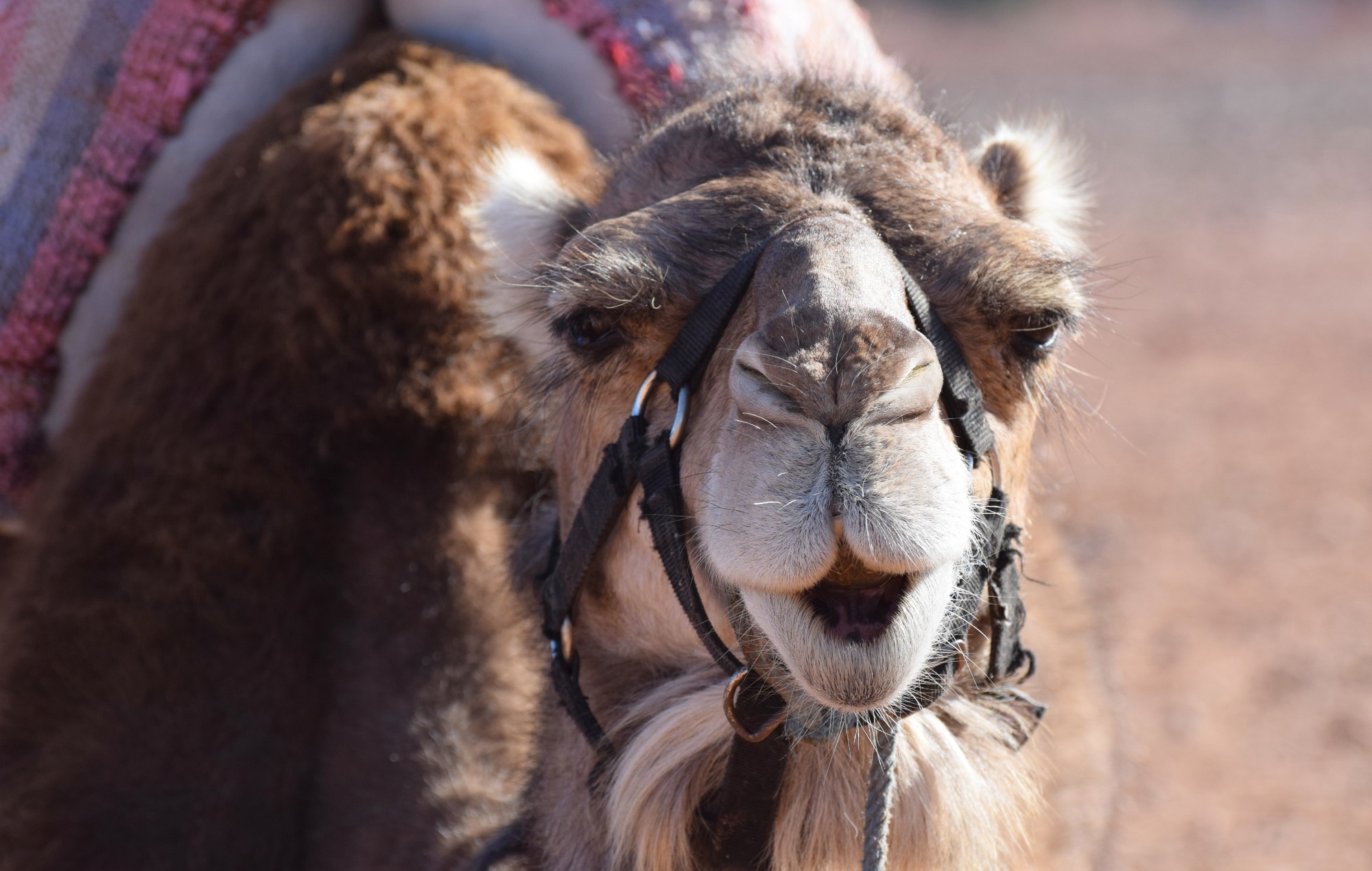 Situation Update: Middle East respiratory syndrome coronavirus (MERS-CoV) - Saudi Arabia. Image Credit: Amani A / Shutterstock