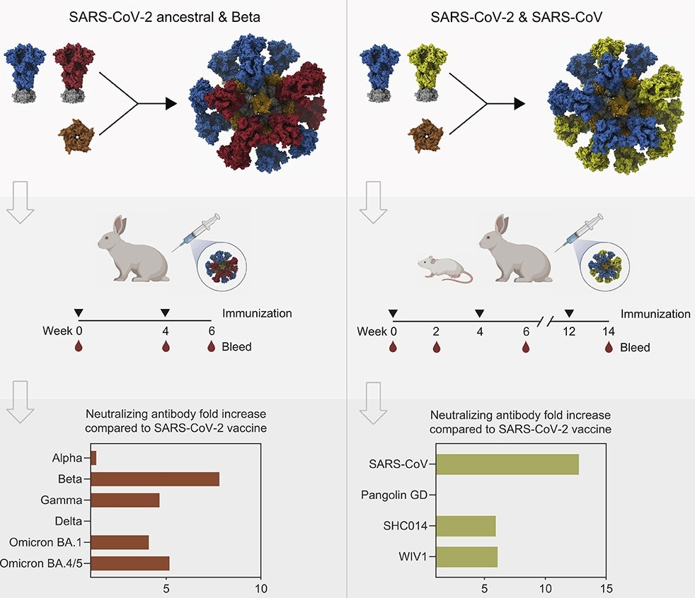 Study: Co-display of diverse Spike proteins on nanoparticles broadens sarbecovirus neutralizing antibody responses.
