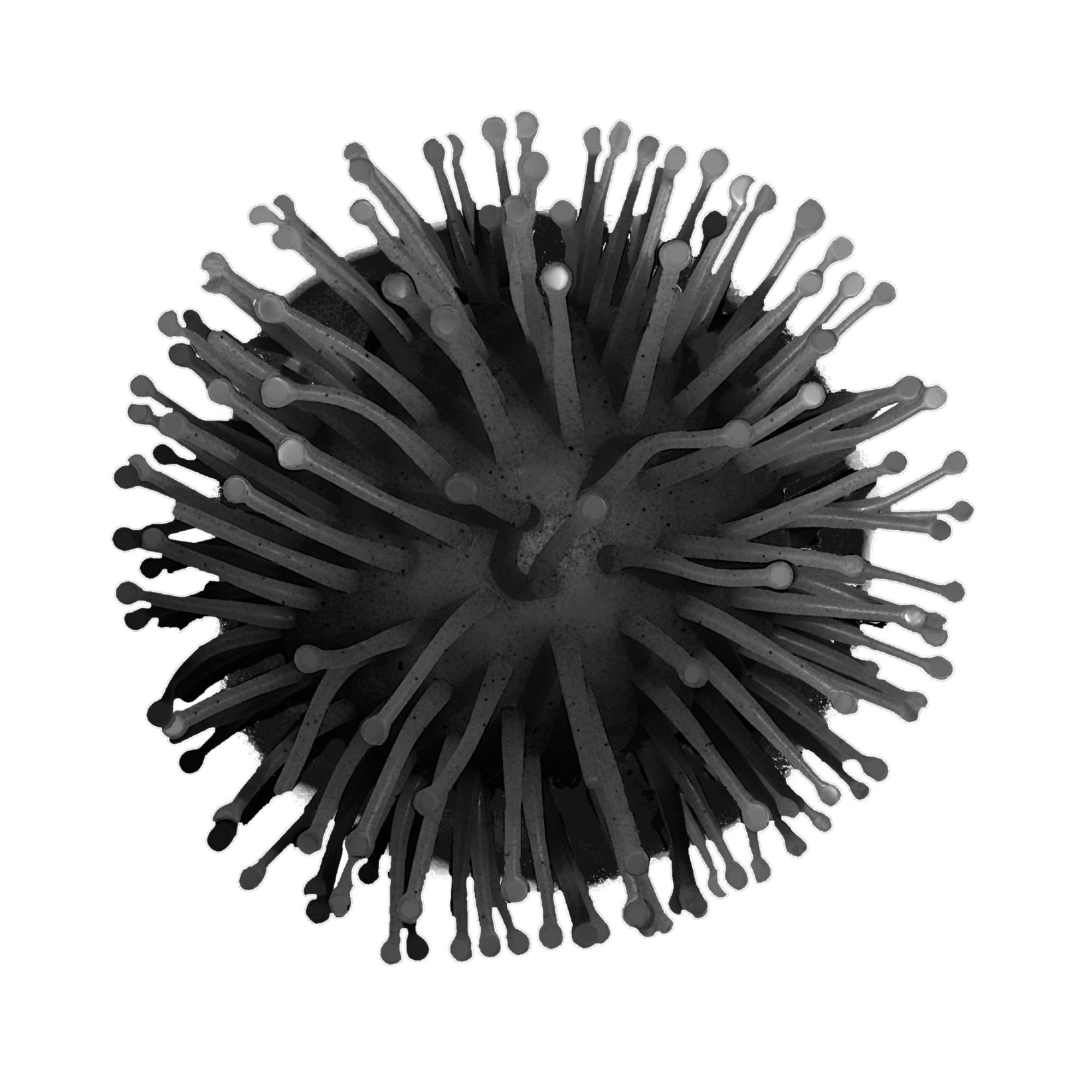 Study: Fc mediated pan-sarbecovirus protection after alphavirus vector vaccination. Image Credit: Andrii Yarovsky/Shutterstock