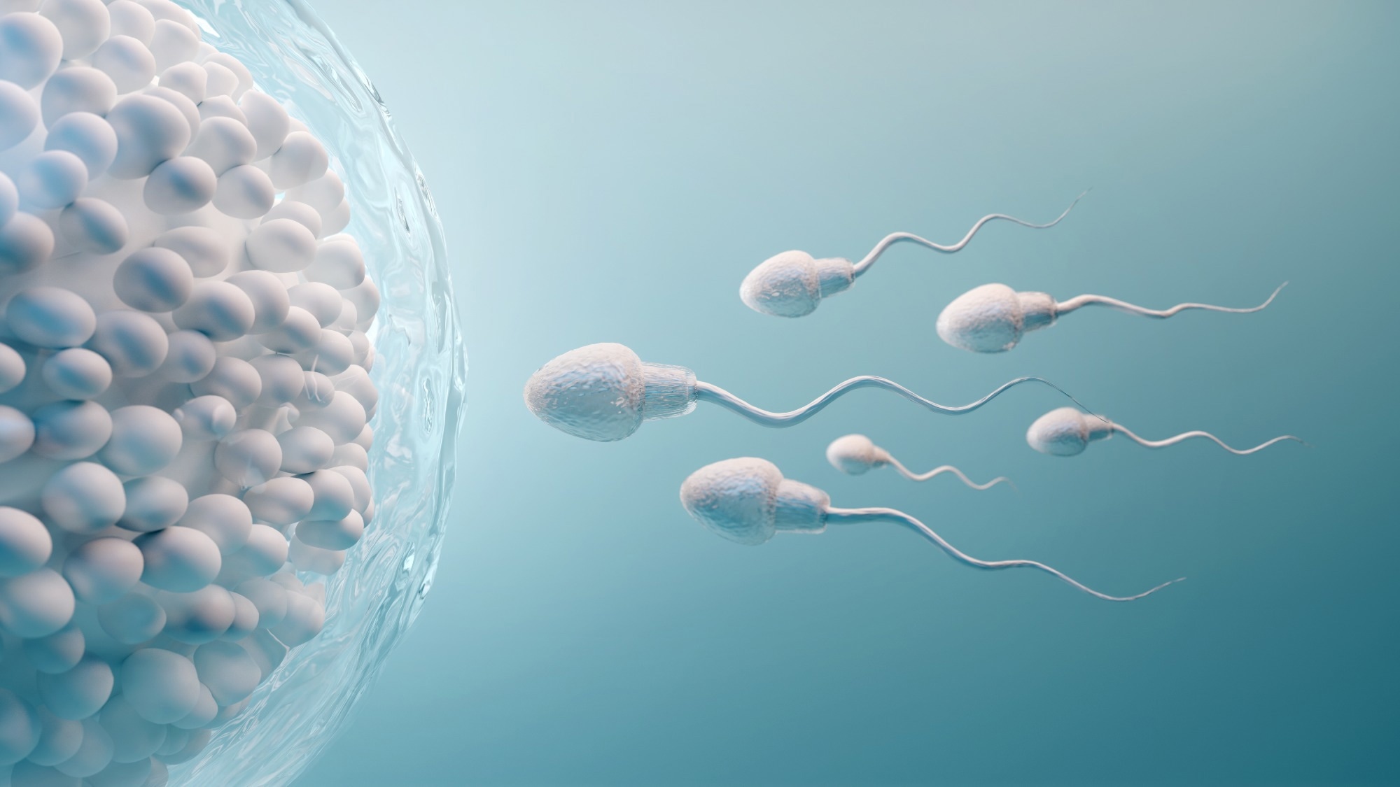 Study: Investigation of the effect of COVID-19 on sperm count, motility, and morphology. Image Credit: ninoon/Shutterstock