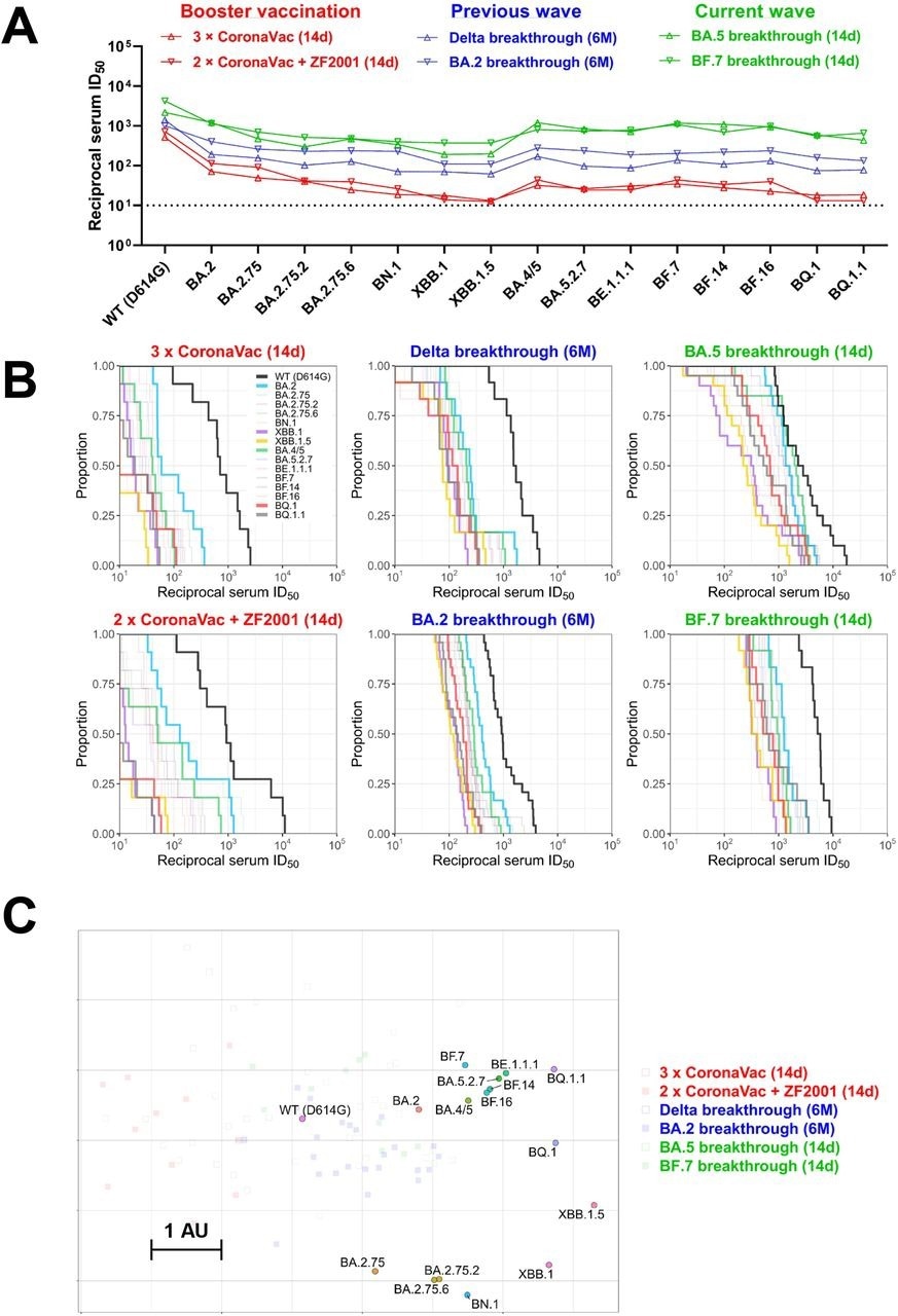 Summary of neutralization by polyclonal sera. (A) In parallel comparison of neutralization GMTs against distinct Omicron subvariants by sera collected from individuals with homologous or heterologous booster vaccinations, or with breakthrough infections in the previous or current waves in China. (B) Cumulative distribution function plots of titers against WT (D614G) and Omicron subvariants (with BA.2, BA.4/5, BQ.1, BQ.1.1, XBB.1, and XBB.1.5 highlighted), showing the proportion of samples at or above a given titer. (C) Antigenic map based on the serum neutralization data from figures 2–4. Virus positions are represented by closed circles whereas serum positions are shown as open or closed squares. Both axes represent antigenic distance with one antigenic distance unit (AU) in any direction corresponding to a 2-fold change in neutralization ID50 titer.