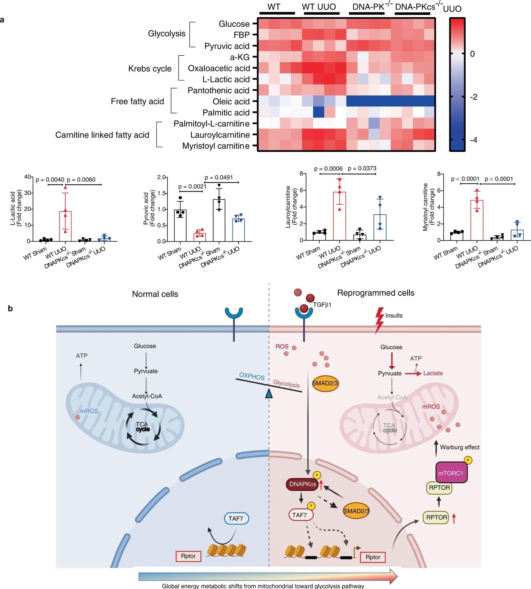 a Metabolomics analysis of kidney tissues from each group as indicated. Heatmap image showing relative levels of metabolites in the glycolysis pathway, fatty acid metabolism and Krebs cycle in kidneys from each group (n = 4). Bars represent statistical analysis of representative metabolites in kidneys of each group (mean ± SD, n = 4 mice of each group). One-way ANOVA followed by Tukey’s multiple comparisons test was used to determine the p-values. b Working model (the template was created with BioRender.com) illustrating in which DNA-PKcs mediates activation of Raptor/mTORC1 signaling through phosphorylation of TAF7 and promotes metabolic reprogramming in injured epithelial cells and myofibroblasts.