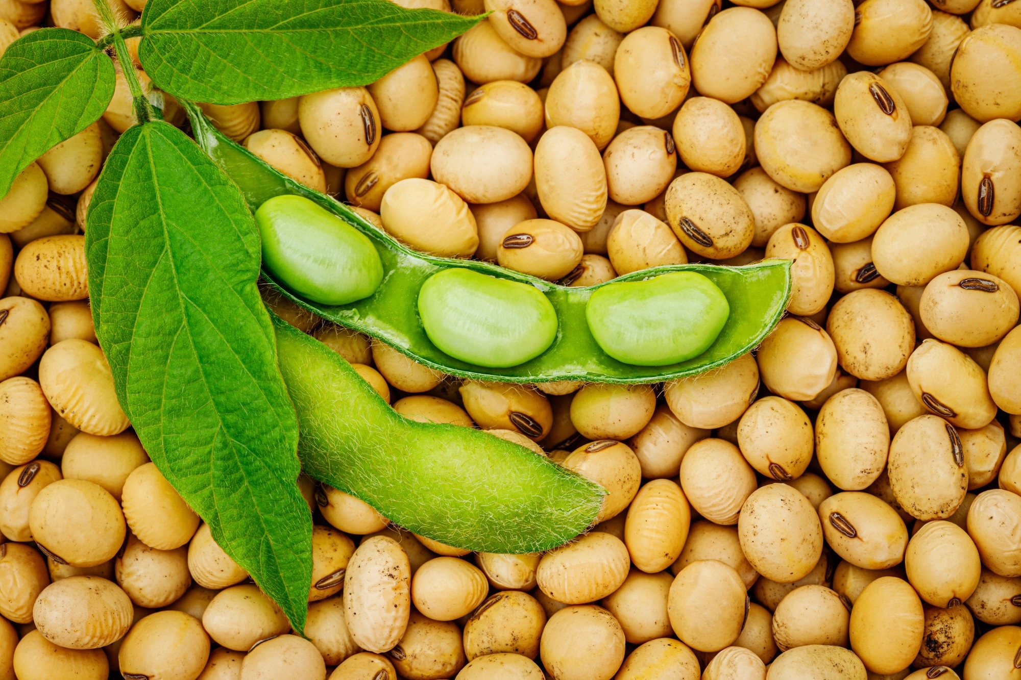 Review: Soy Consumption and the Risk of Type 2 Diabetes and Cardiovascular Diseases: A Systematic Review and Meta-Analysis. Image Credit: nnattalli / Shutterstock