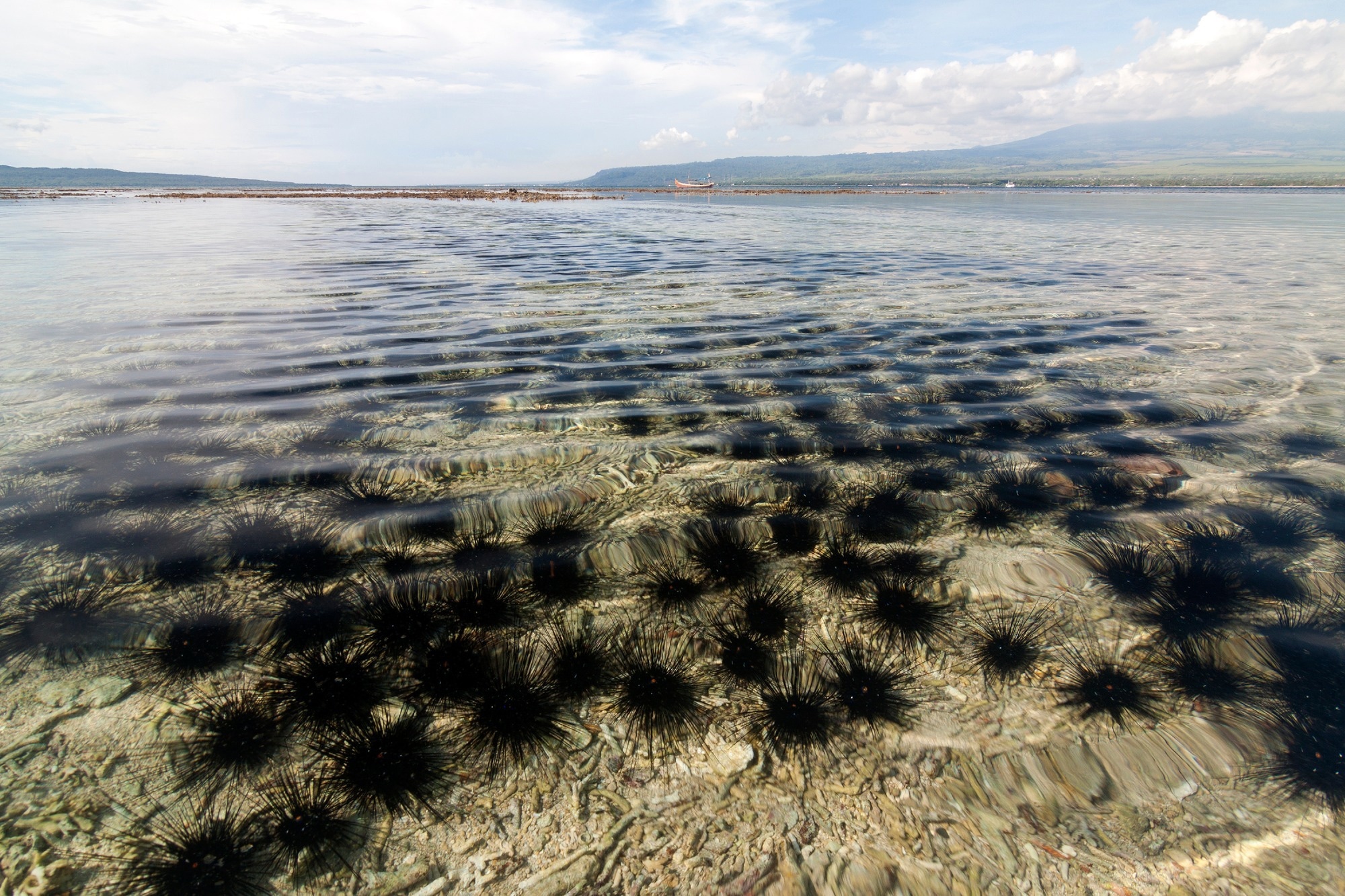 Black sea urchin (Arbacia lixula) Image Credit: Jhon Images / Shutterstock