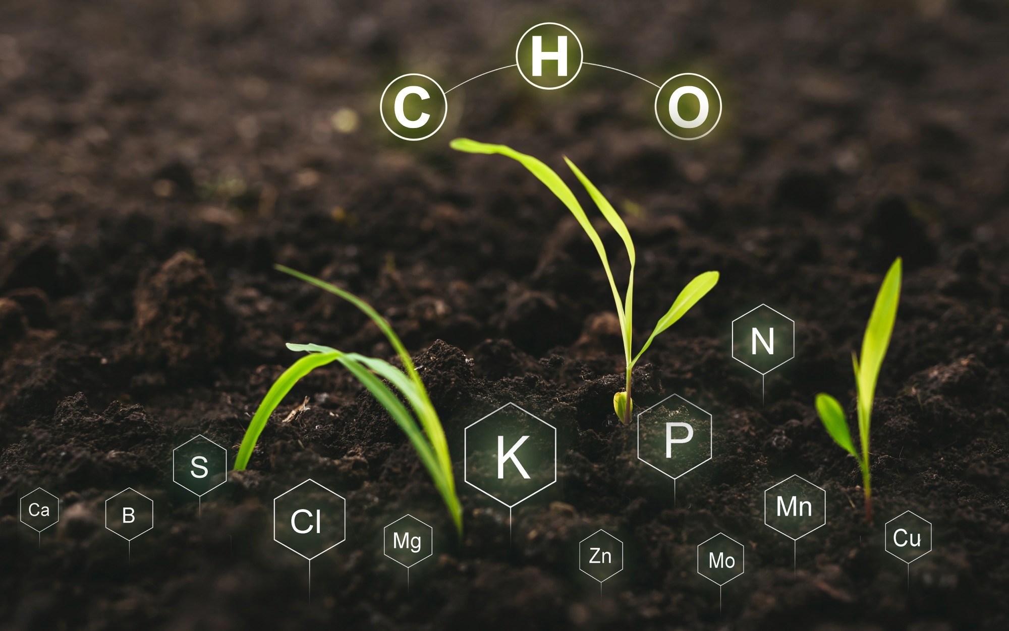 Soil micronutrients linked to human health in India