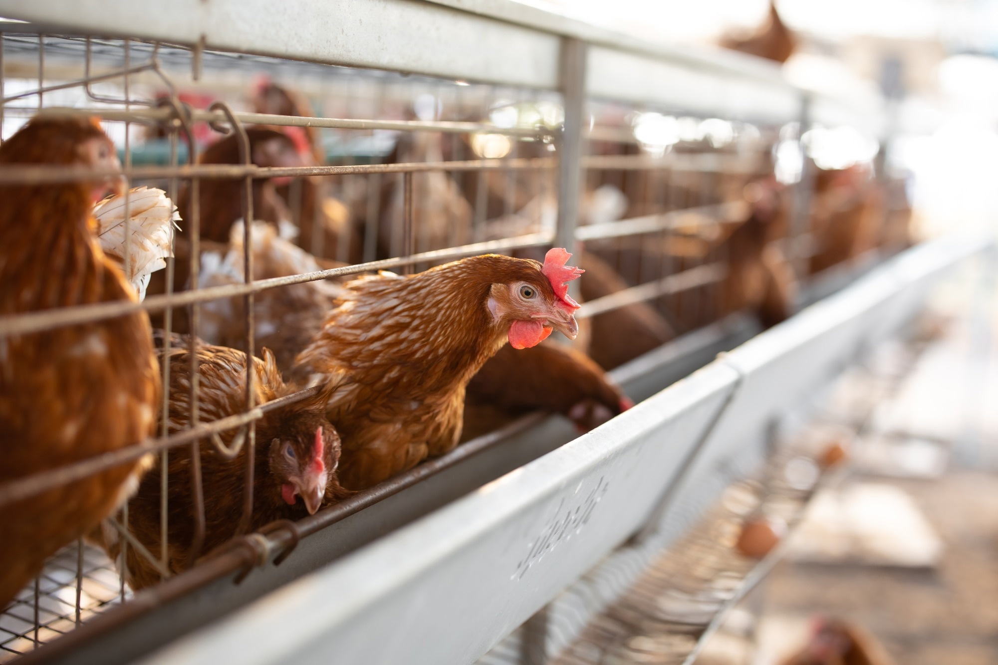 Asymptomatic infection with clade 2.3.4.4b highly pathogenic avian influenza A(H5N1) in carnivore pets, Italy, April 2023