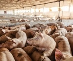 Intensive pig farming linked to dangerous zoonotic pathogens, study warns