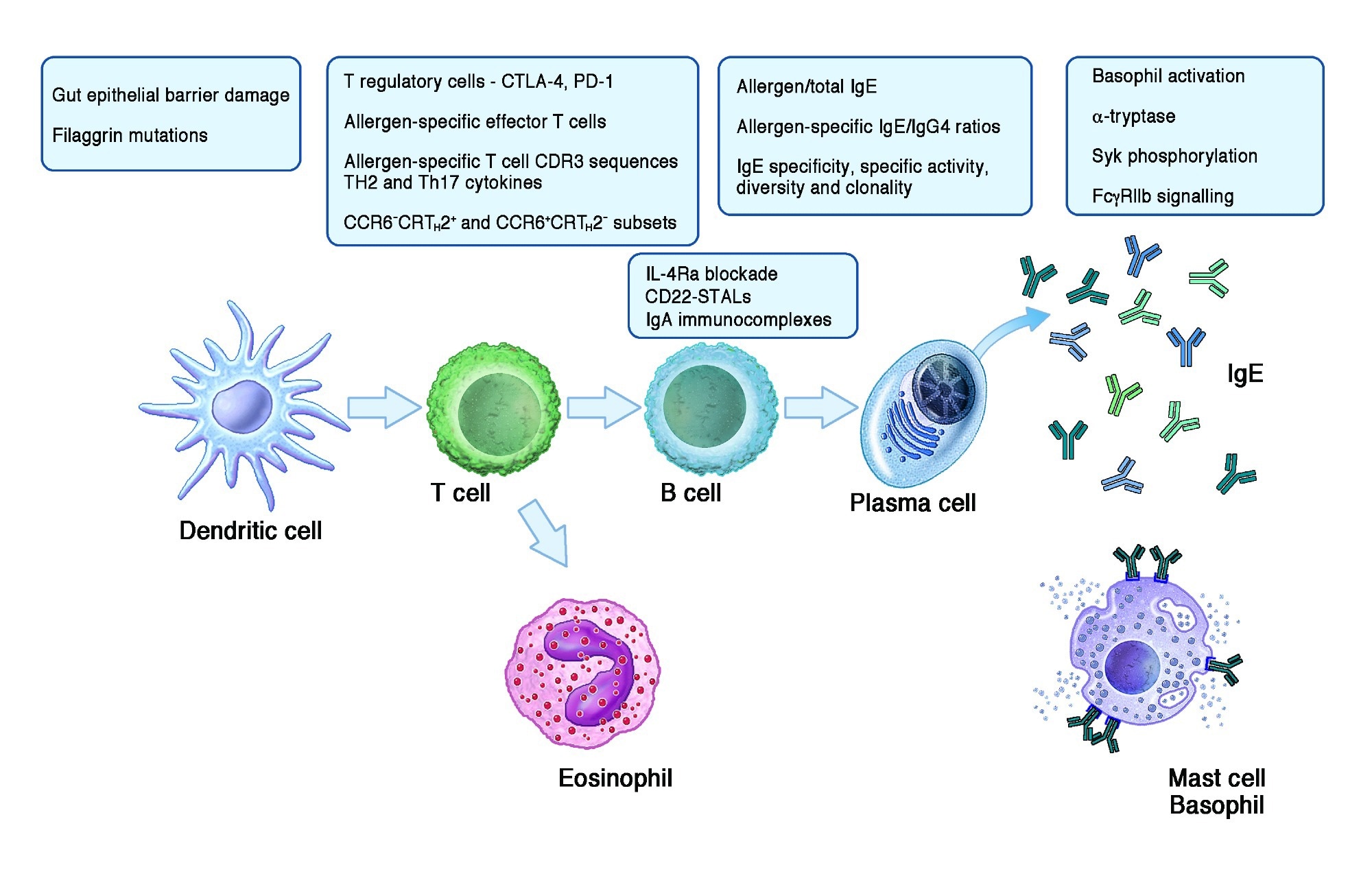 Highlights on the topics of the novel publications about mechanisms of food allergy and tolerance mentioned in the text. Figure built with Biorender.