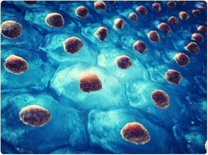 Image Credit: nobeastsofierce/Shutterstock.com