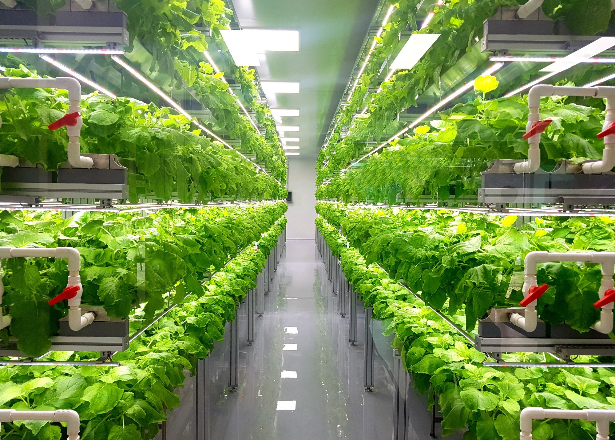 GLOBAL POLICY REPORT: The Economics of the Food System Transformation. Image Credit: YEINISM / Shutterstock