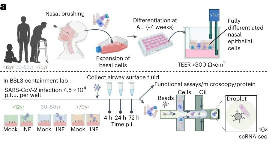 Schematic of method and model used to study SARS-CoV-2 infection of paediatric (P, <12 years), adult (A, 30–50 years) and older adult (O, >70 years) nasal epithelial cells.