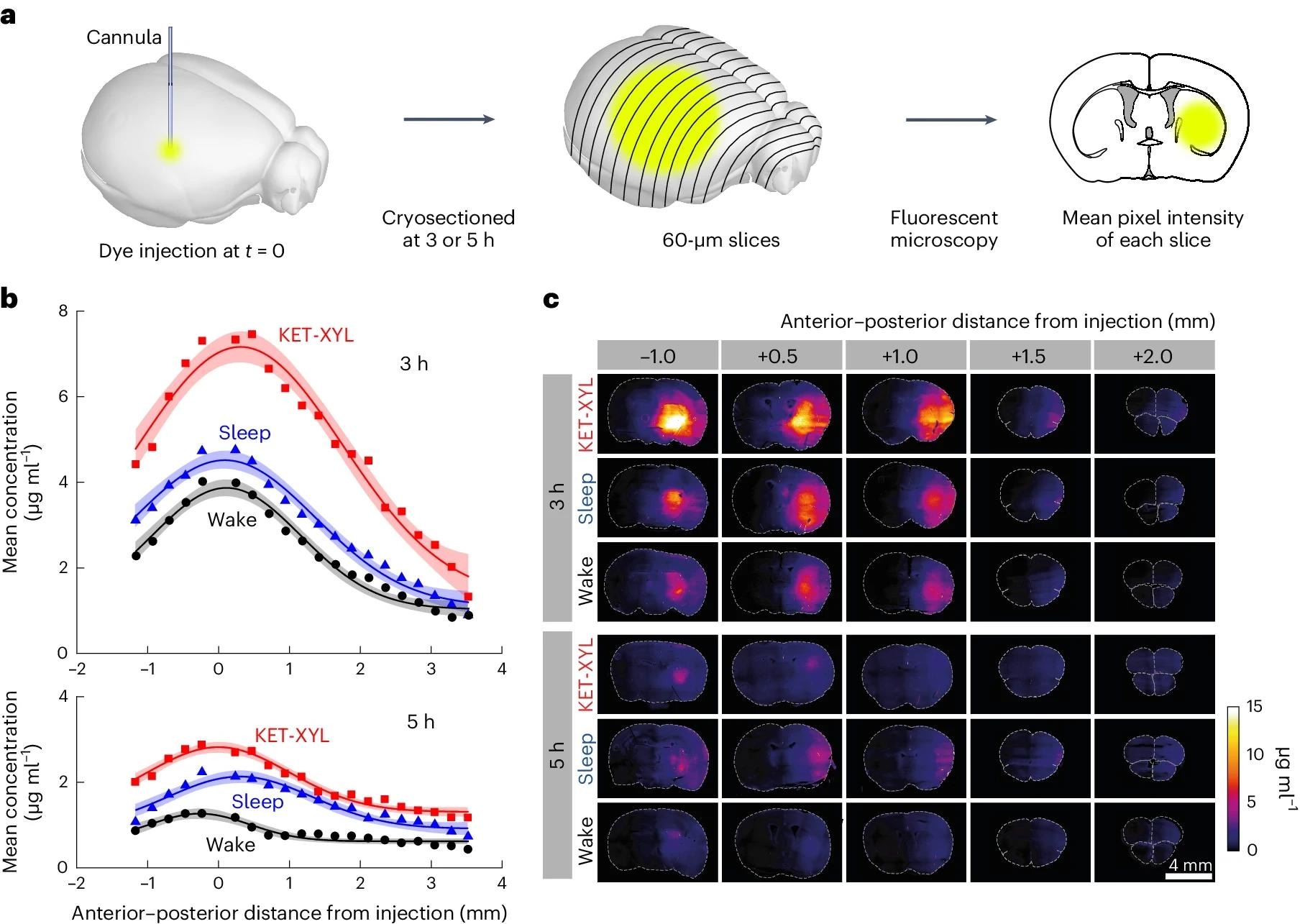 a, At either 3 or 5 h following injection of AF488 into the CPu, the brain was frozen and cryosectioned at 60 μm. The average fluorescent intensity across each slice was obtained by fluorescent microscopy; then the mean intensities across groups of four slices were averaged. b, The mean fluorescence intensity was converted to a concentration using the calibration data in Supplementary Fig. 1 plotted against the anterior–posterior distance from the point of injection for wake (black), sleep (blue) and KET-XYL (red) anesthesia. Top, the data after 3 h. Bottom, the data after 5 h. The lines are Gaussian fits to the data and the error envelopes show the 95% confidence intervals. At both 3 and 5 h, the concentrations during KET-XYL (P < 10−6 at 3 h; P < 10−6 at 5 h) and sleep (P = 0.0016 at 3 h; P < 10−4 at 5 h) were significantly larger than wake (two-way ANOVA with Bonferroni–Holm multiple comparisons correction). c, Representative images of the brain slices across the brain (anterior–posterior distance from the site of AF488 injection) at both 3 h (top three rows) and 5 h (bottom three rows). Each row represents data for the three vigilance states (wake, sleep and KET-XYL anesthesia).